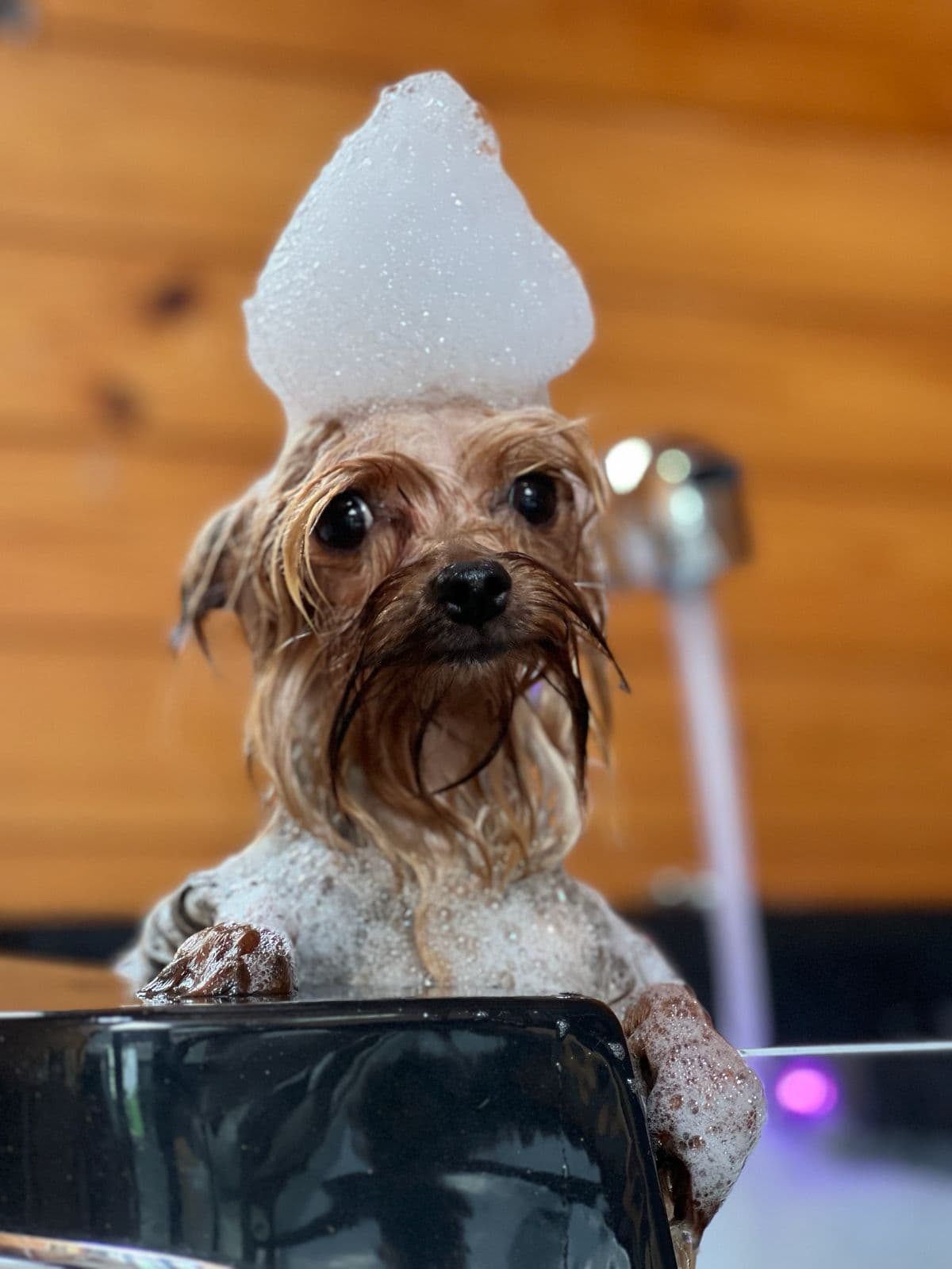 Dog 1 До