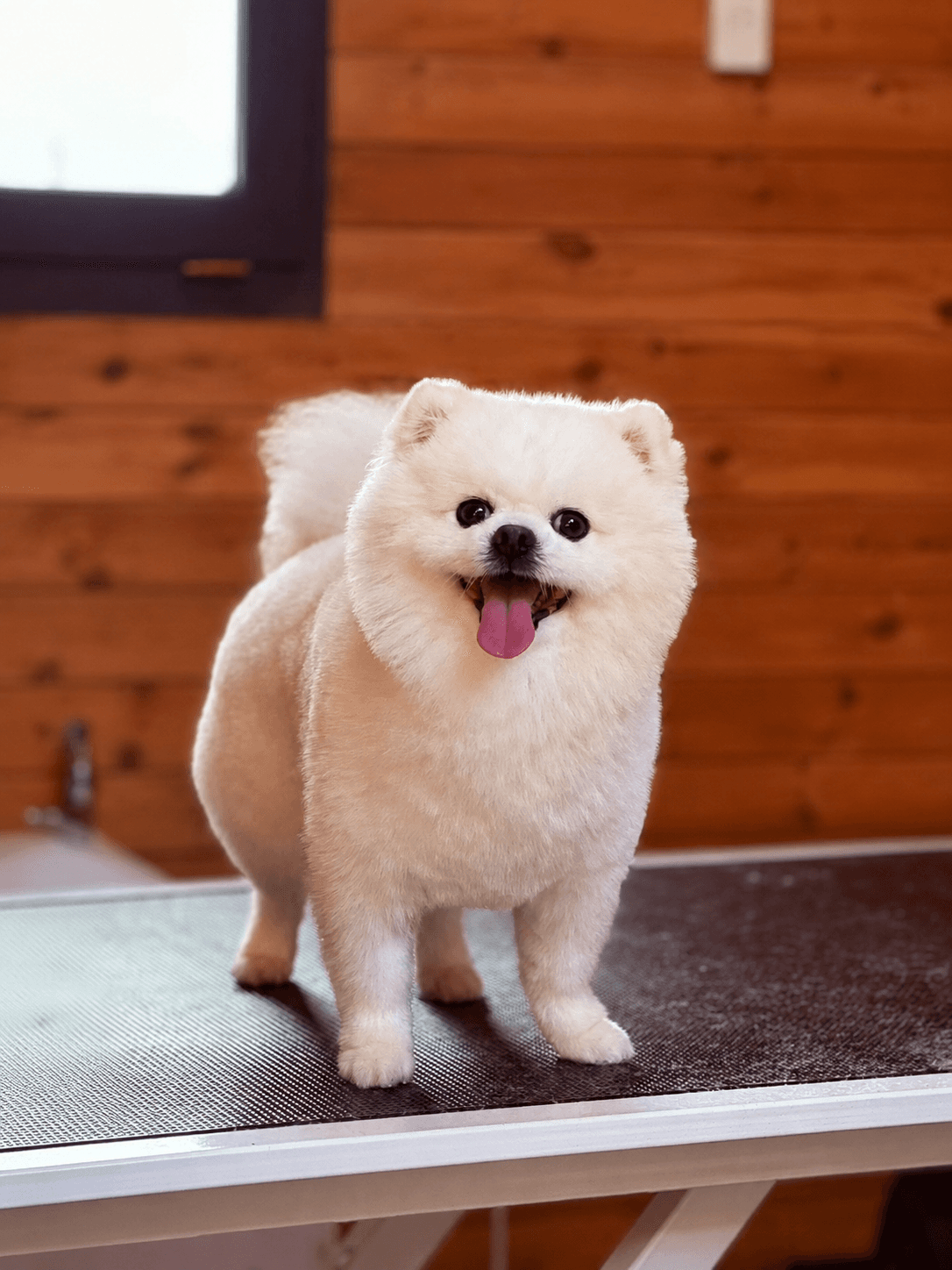 Dog 2 После