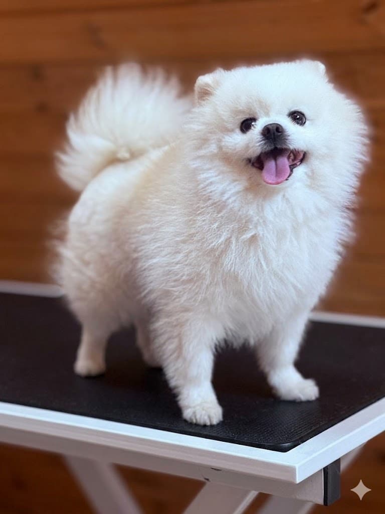 Dog 2 До